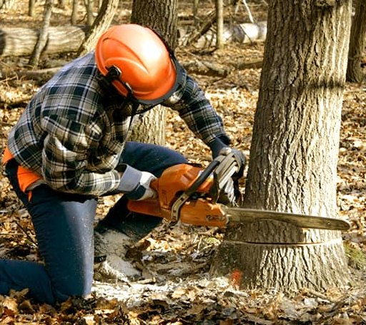 Tree Removal in Junior, WV